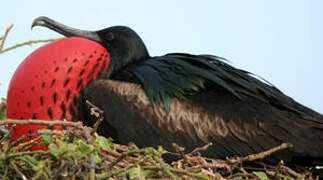 Great Frigatebird