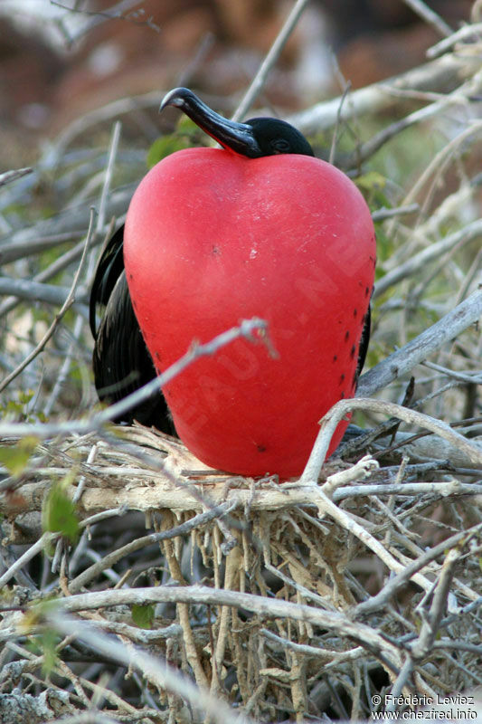 Great Frigatebird male adult breeding