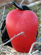 Great Frigatebird