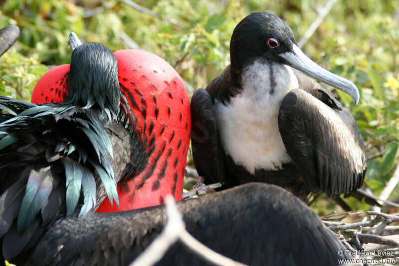 Great Frigatebird adult breeding