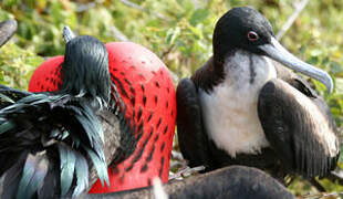 Great Frigatebird