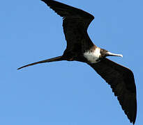 Magnificent Frigatebird