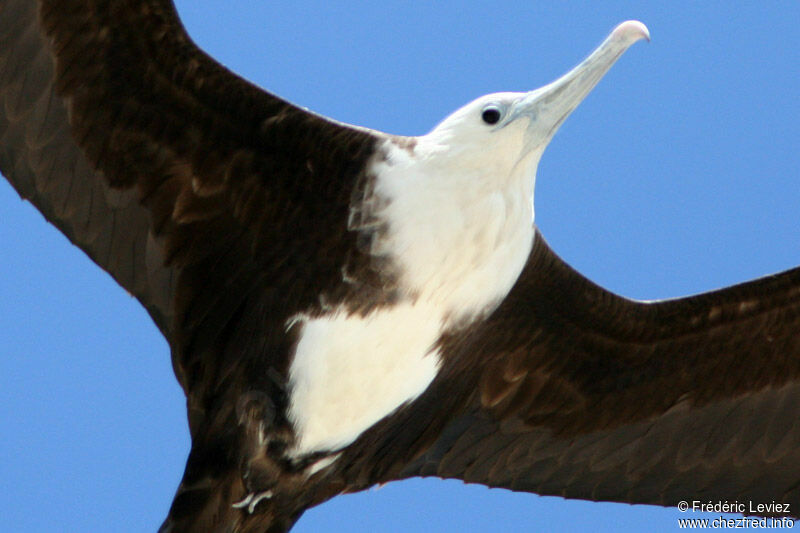 Magnificent Frigatebird female adult