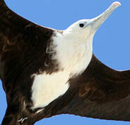 Magnificent Frigatebird