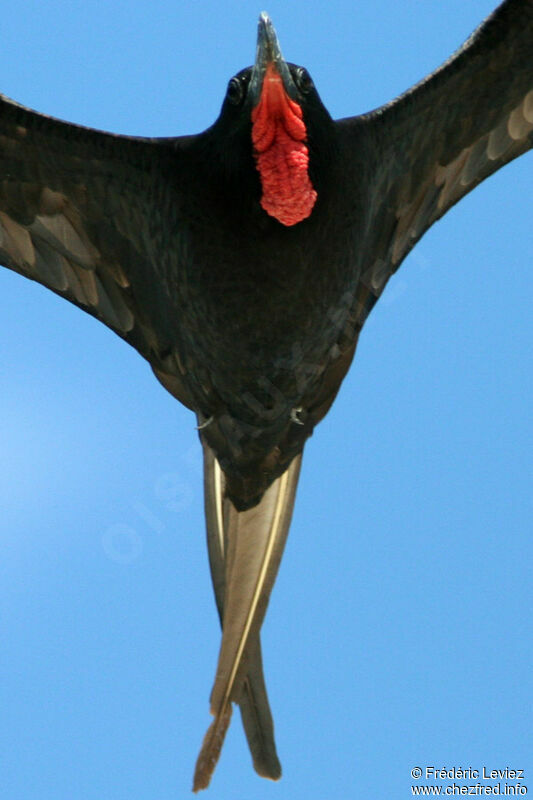 Magnificent Frigatebird male adult
