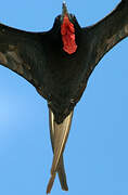 Magnificent Frigatebird