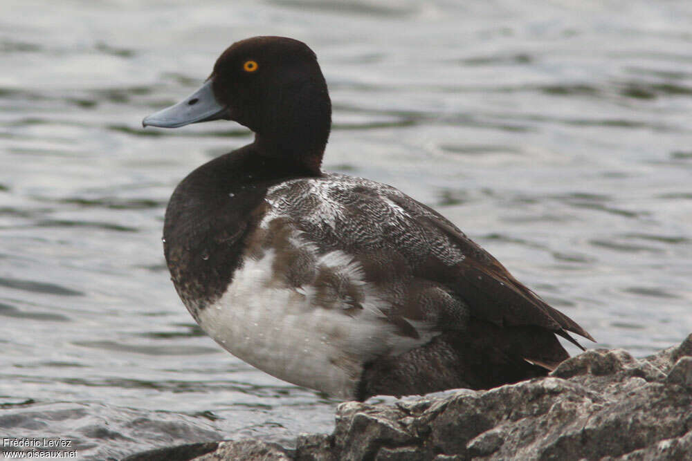 Lesser Scaup male adult transition, identification