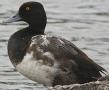 Lesser Scaup