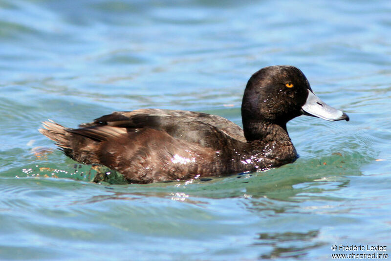 New Zealand Scaup male adult