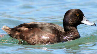 New Zealand Scaup