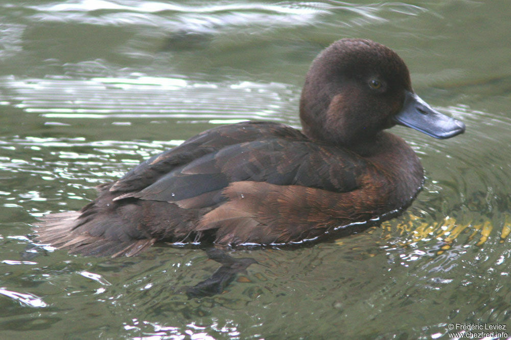 New Zealand Scaup female adult