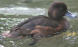 New Zealand Scaup