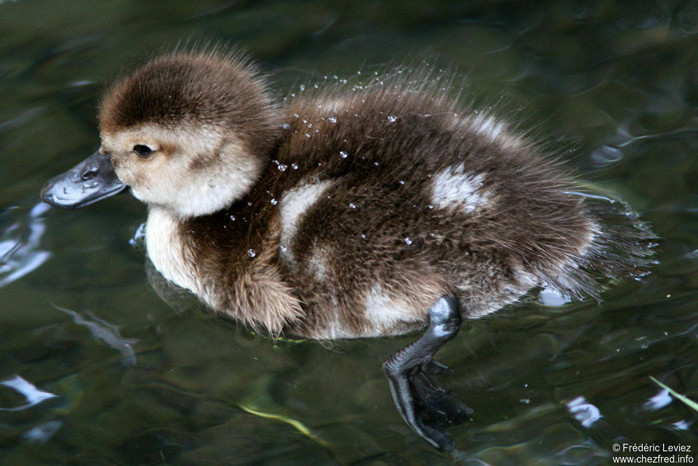 New Zealand Scaupjuvenile, identification