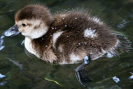 New Zealand Scaup