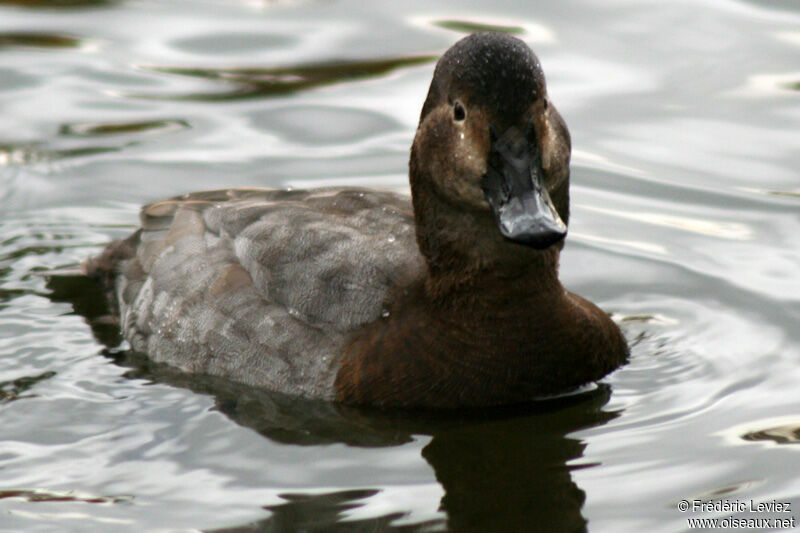 Common Pochard