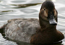 Common Pochard