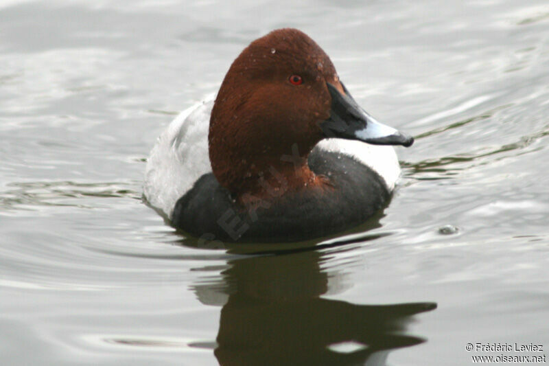 Common Pochard