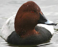 Common Pochard