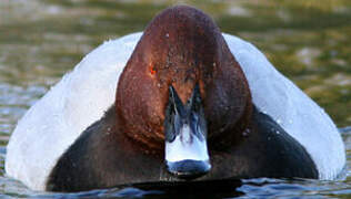 Common Pochard