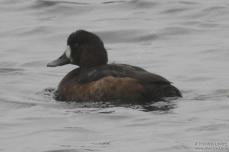 Greater Scaup, identification, close-up portrait, swimming