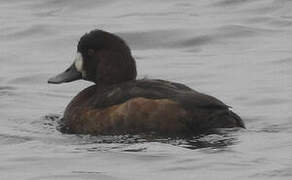 Greater Scaup