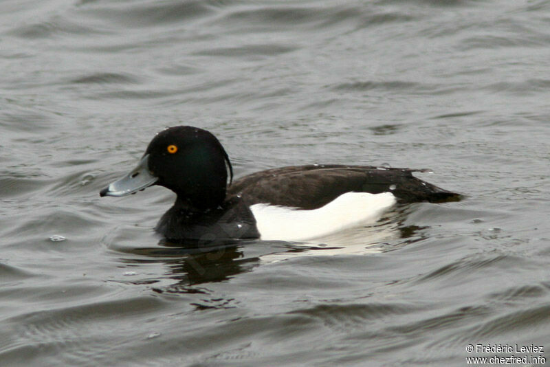 Tufted Duck male adult breeding