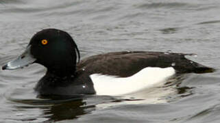 Tufted Duck