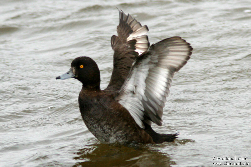 Tufted Duck female adult