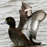 Tufted Duck