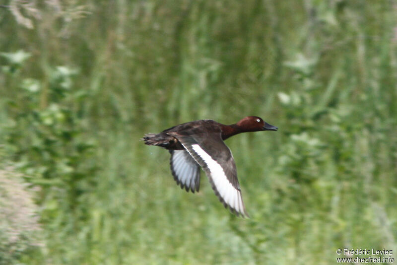 Ferruginous Duck male adult breeding, Flight