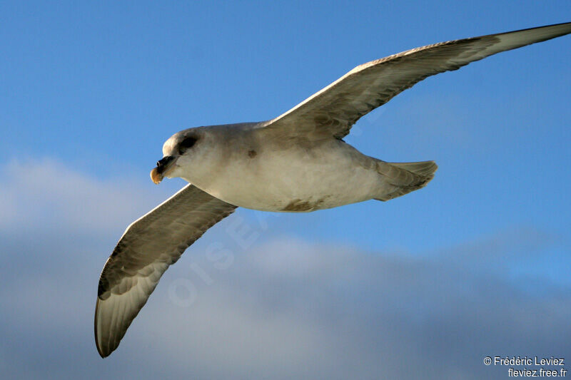 Fulmar boréaladulte