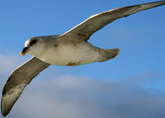 Fulmar boréal