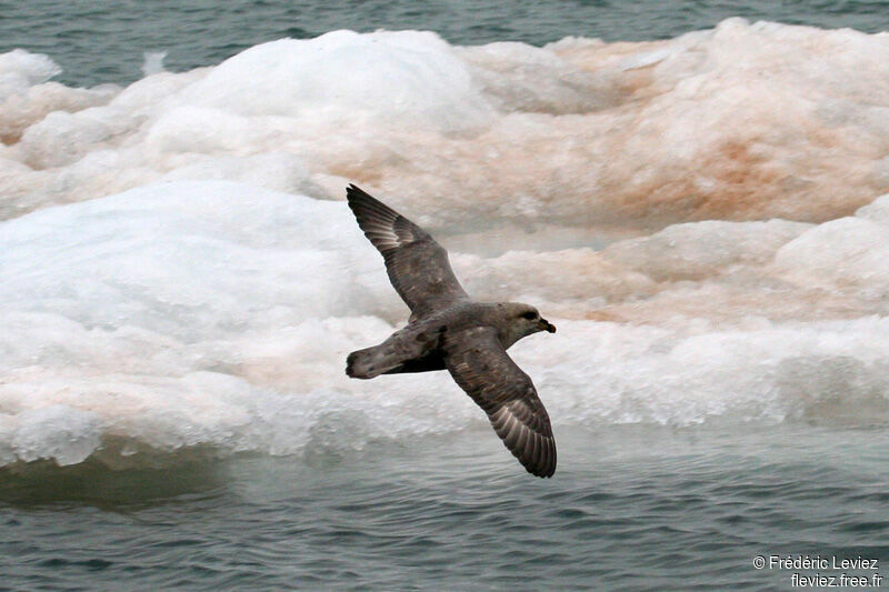 Fulmar boréaladulte