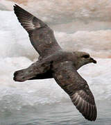 Fulmar boréal