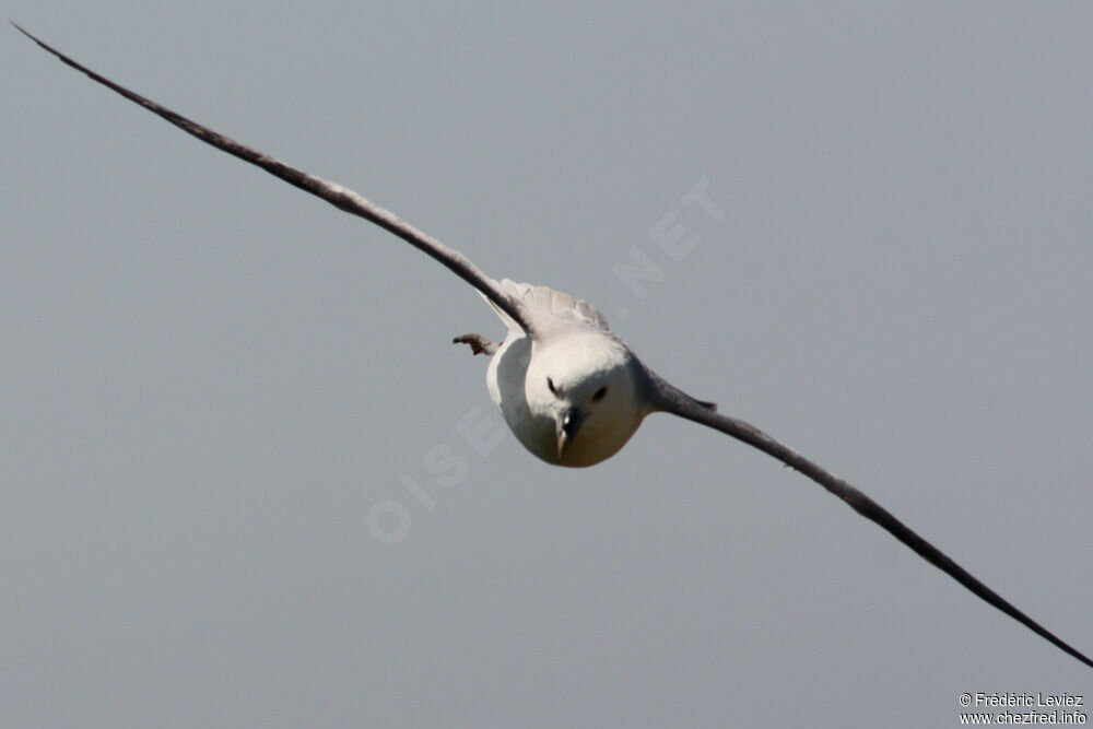 Fulmar boréaladulte, Vol