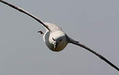 Fulmar boréal