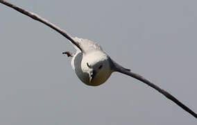 Northern Fulmar