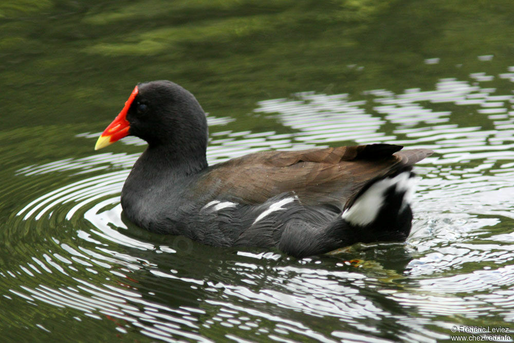 Gallinule d'Amériqueadulte, identification