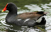 Gallinule d'Amérique