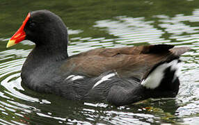 Common Gallinule