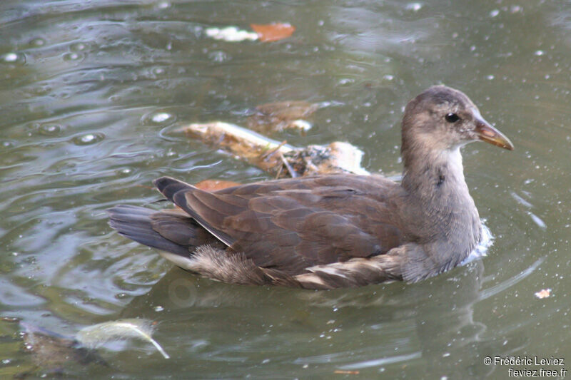 Gallinule poule-d'eaujuvénile