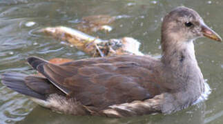 Common Moorhen