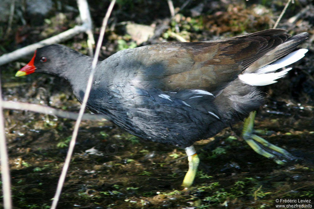 Gallinule poule-d'eauadulte, identification