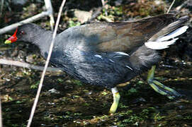 Common Moorhen