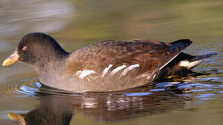 Common Moorhen