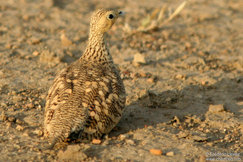 Chestnut-bellied Sandgrouse female adult