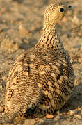 Chestnut-bellied Sandgrouse