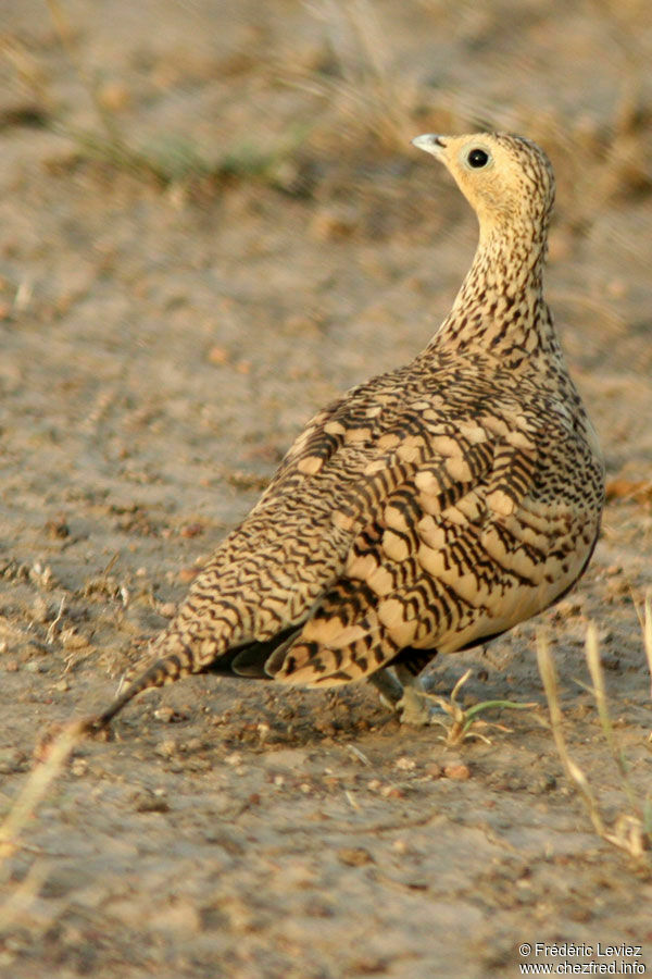 Chestnut-bellied Sandgrouse female adult