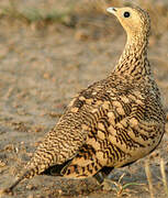 Chestnut-bellied Sandgrouse