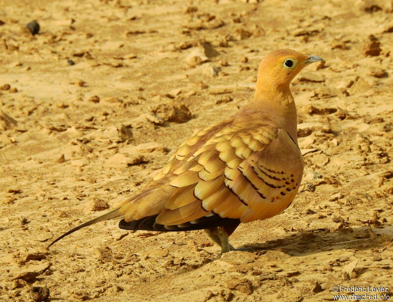 Ganga à ventre brun mâle adulte, identification, portrait